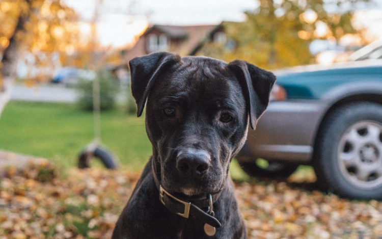 Emotional support dogs, including pitbulls, are exempt from breed restrictions. 