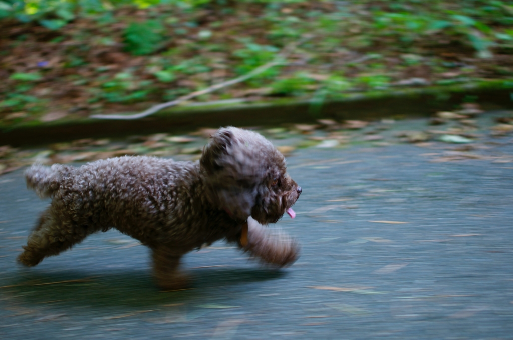 Make sure your emotional support dog gets plenty of exercise. - ESADoctors
