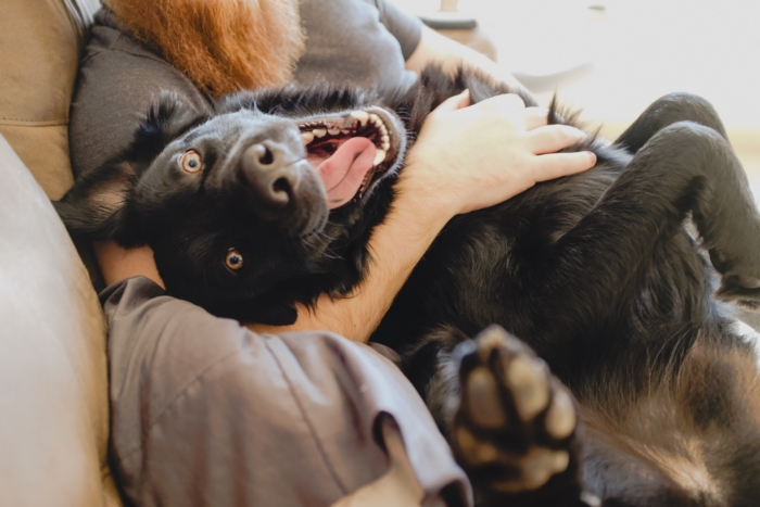 Emotional support animals can live with their owners without having to pay pet fees. - ESADoctors