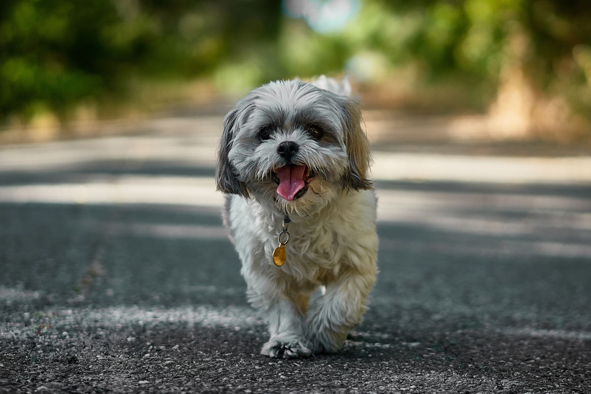 Dogs and cats are allowed on Frontier Flights as emotional support animals. Make sure you have the correct documents completed before traveling. 