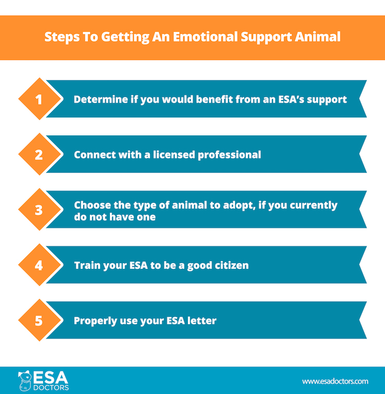 Steps to getting an emotional support animal