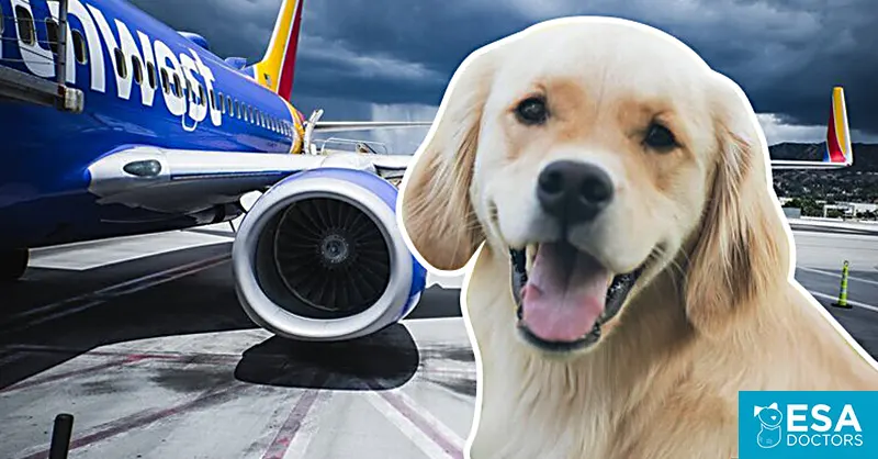 Which Airlines Are Still Allowing Emotional Support Animals?