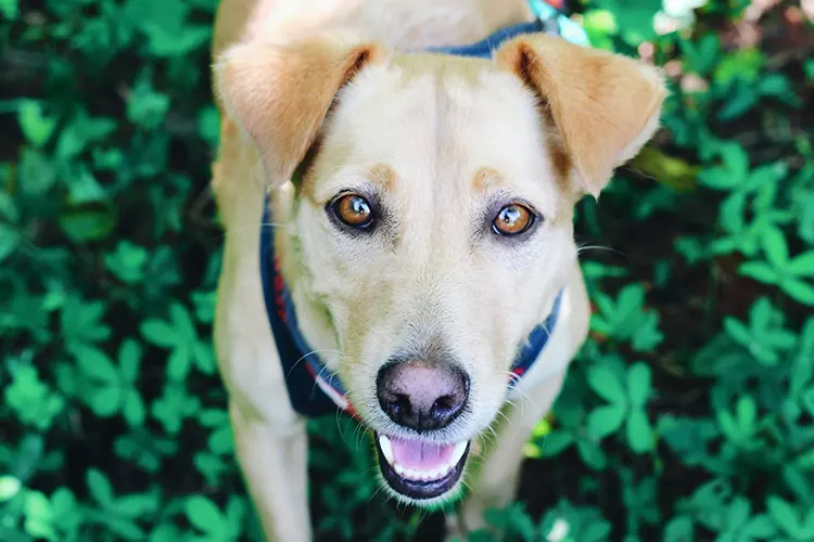 A dog's training and ability to learn sets psychiatric service dogs apart from emotional support dogs. - ESADoctors.com