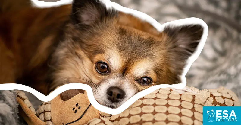 Best Small Dog Breeds for Emotional Support - ESA Doctors