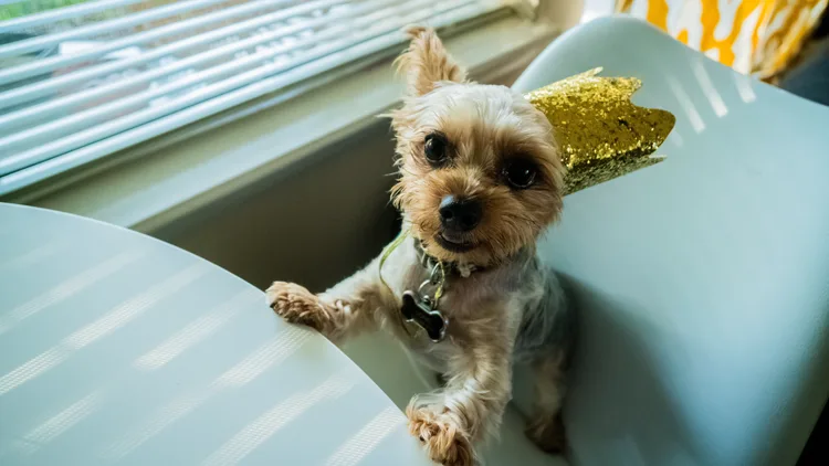 A Yorkshire Terrier Emotional Support Animal enjoying a dinner party.