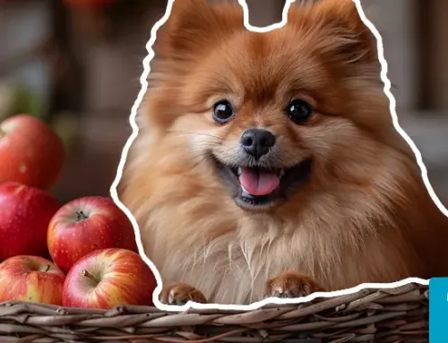 Can Dogs Eat Apples?