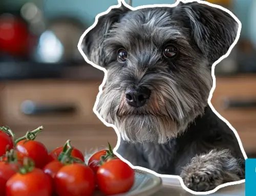 Can Dogs Eat Tomatoes?