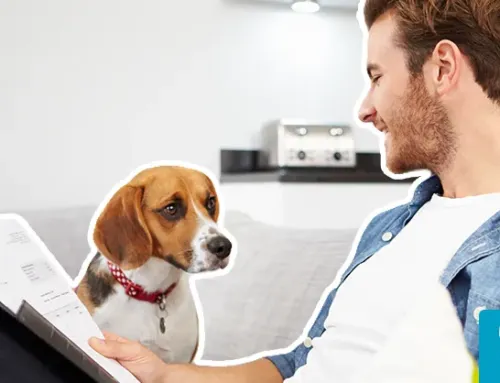 How Do I Choose the Right Pet Insurance?