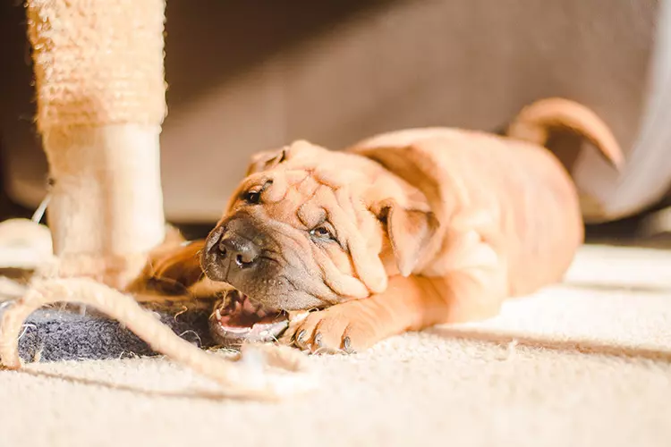 Emotional support dog with a toy