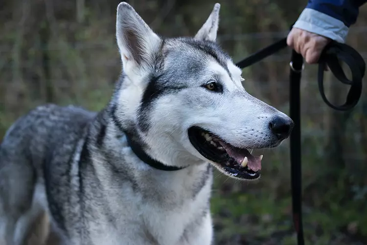 Service dog outdoors