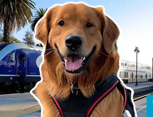 A Guide to Dog-Friendly Train Travel on Amtrak