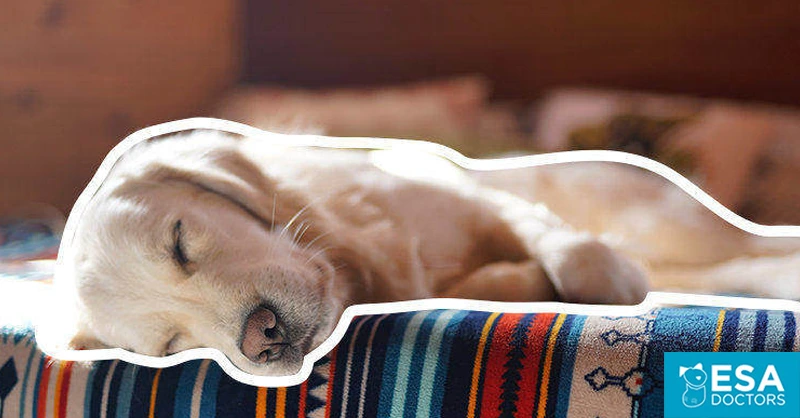 Emotional support dog at home sleeping on bed