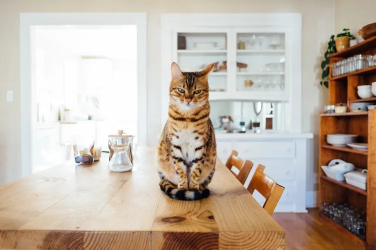 ESA cat on top of the table at home