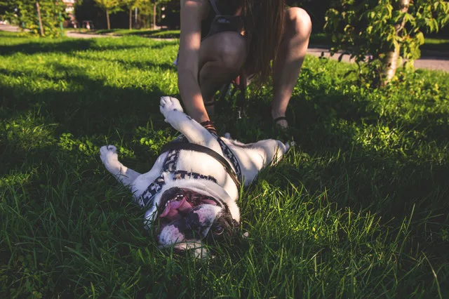 Emotional Support Dog in the green grass