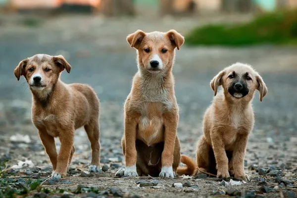 Puppies in ESA training