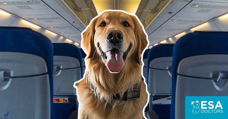 How to Fly with a Golden Retriever