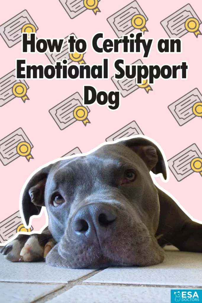 How to certify an Emotional Support Dog - ESA Doctors