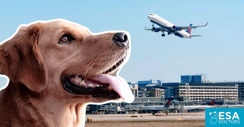 How to Fly With a Psychiatric Service Dog - ESA Doctors