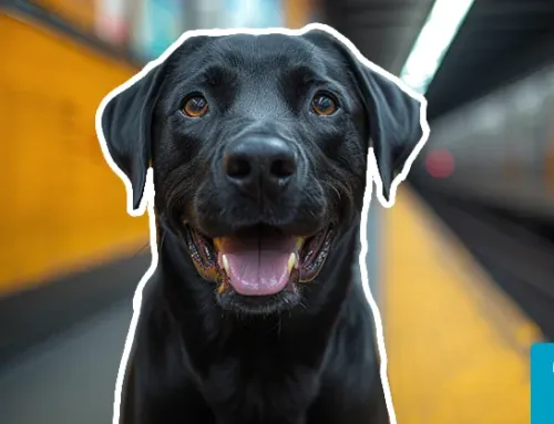 How to Take Your Dog on the New York Subway