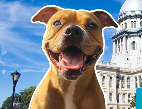 Illinois Emotional Support Animal Laws