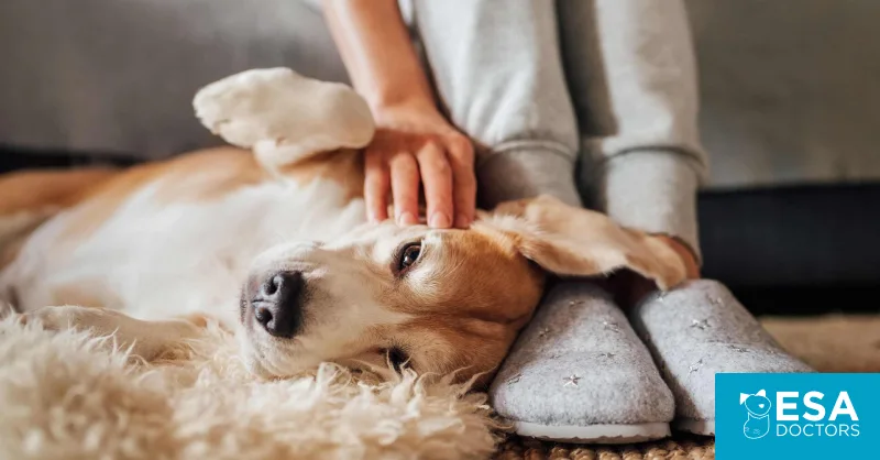 Psychiatric Service Dog