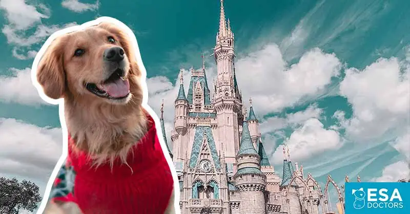 How to Bring a Service Dog to Disneyland