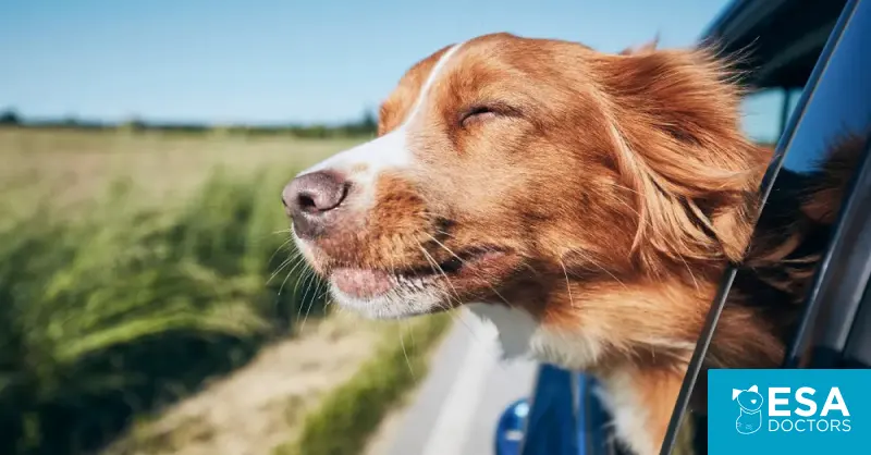 Traveling with Pets